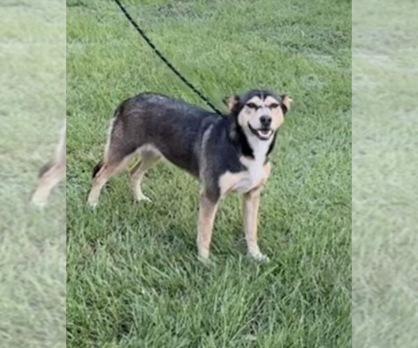 Medium Photo #4 Mutt Puppy For Sale in Tarrytown, GA, USA