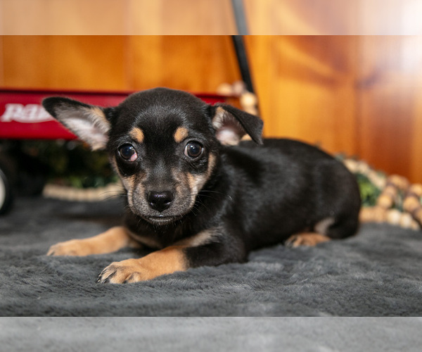 Medium Photo #7 Chihuahua Puppy For Sale in GENEVA, IN, USA