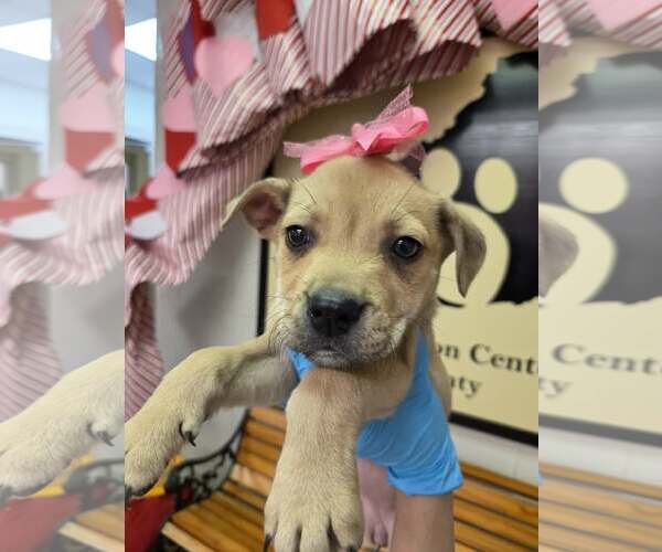 Medium Photo #1 Labrador Retriever-Unknown Mix Puppy For Sale in SHERBURNE, NY, USA