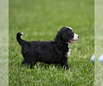 Small #7 Bernedoodle