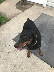 Father of the Doberman Pinscher puppies born on 07/29/2018