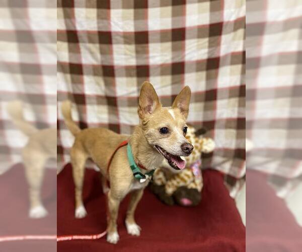 Medium Photo #1 Chihuahua-Unknown Mix Puppy For Sale in Modesto, CA, USA