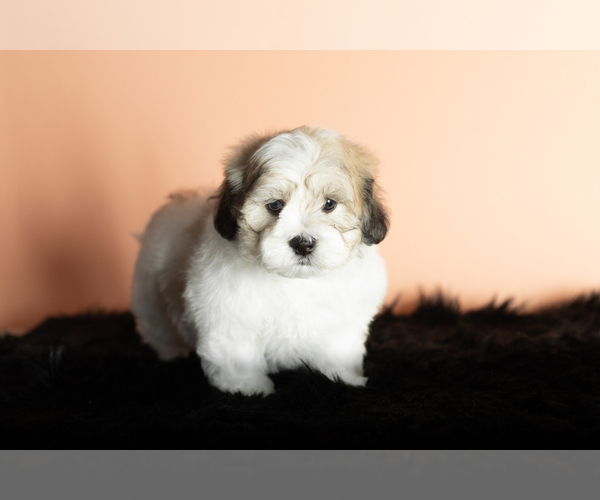 Medium Photo #2 Zuchon Puppy For Sale in WOLCOTTVILLE, IN, USA