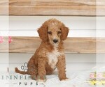 Small Poodle (Miniature)