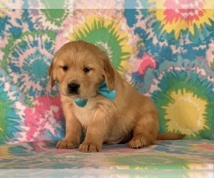 Golden Retriever Puppy for sale in LANCASTER, PA, USA