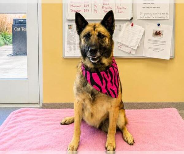 Medium Photo #4 German Shepherd Dog Puppy For Sale in Orange, CA, USA