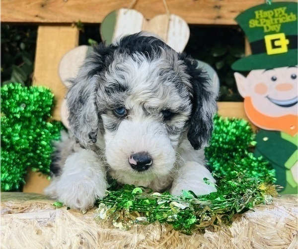 Medium Photo #154 Sheepadoodle Puppy For Sale in HUNTINGTON BEACH, CA, USA