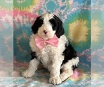 Small Photo #4 Sheepadoodle Puppy For Sale in LANCASTER, PA, USA