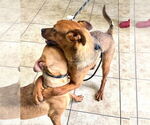 Small #5 Labrador Retriever Mix