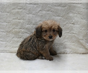 Pembroke Welsh Corgi-Poodle (Miniature) Mix Puppy for sale in FRESNO, OH, USA
