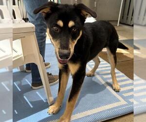 Gerberian Shepsky Dogs for adoption in Santa Rosa, CA, USA