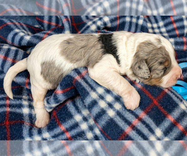 Medium Photo #1 Bernedoodle (Miniature) Puppy For Sale in ROY, UT, USA