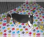Small #4 Beagle