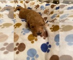 Small Photo #2 Dachshund Puppy For Sale in WELLINGTON, AL, USA