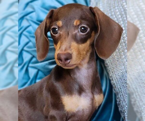 Medium Photo #3 Dachshund Puppy For Sale in Tustin, CA, USA