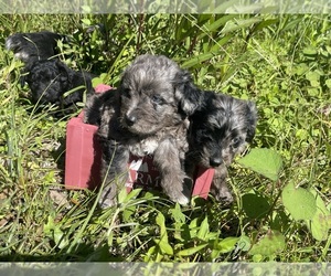 Aussiedoodle Puppy for Sale in TAMPA, Florida USA