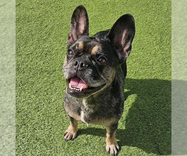 Medium Photo #2 French Bulldog Puppy For Sale in Camarillo, CA, USA