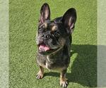 Small #1 French Bulldog