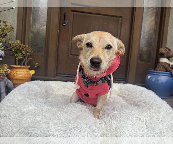 Medium Photo #2 Chihuahua-Unknown Mix Puppy For Sale in Santa Clara, CA, USA