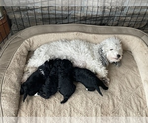 Mother of the Poodle (Miniature) puppies born on 02/03/2023