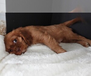 Cavalier King Charles Spaniel Puppy for sale in CARLISLE, KY, USA