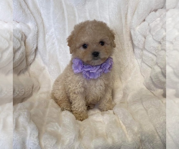 Medium Photo #2 Cavapoo Puppy For Sale in CAMPBELLSVILLE, KY, USA