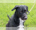 Small #2 Poodle (Standard) Mix