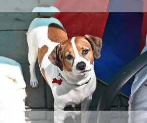 Medium Beagle-Coonhound Mix
