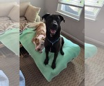 Small #1 Labrador Retriever Mix