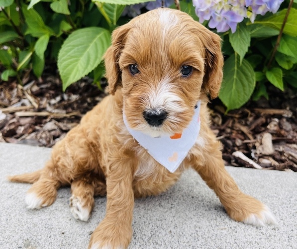 Medium Photo #5 Australian Labradoodle Puppy For Sale in SEATTLE, WA, USA
