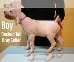 Puppy 6 German Shorthaired Lab