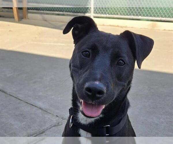 Medium Photo #2 Mutt Puppy For Sale in Martinez, CA, USA