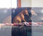 Small Bull Terrier Mix