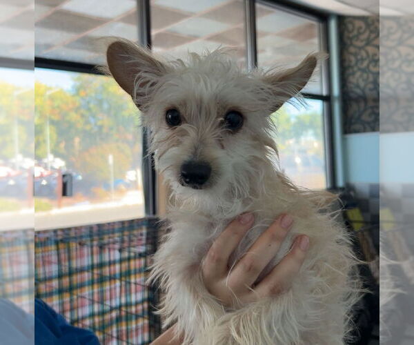 Medium Photo #1 Mutt Puppy For Sale in Chico, CA, USA