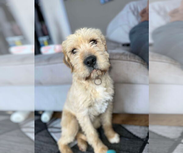 Medium Photo #1 Mutt Puppy For Sale in Grafton, WI, USA