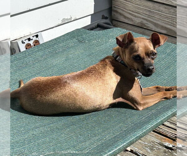 Medium Photo #7 Chihuahua-Unknown Mix Puppy For Sale in Mundelein, IL, USA