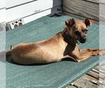 Small #6 Chihuahua Mix