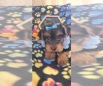 Small Photo #11 Yorkshire Terrier Puppy For Sale in AKRON, OH, USA