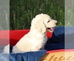 Small Photo #15 Poodle (Standard) Puppy For Sale in LAKE CITY, FL, USA
