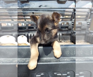 German Shepherd Dog Puppy for sale in COLUMBIA, MO, USA