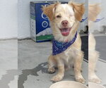 Small #5 Chihuahua-Colonial Cocker Spaniel Mix