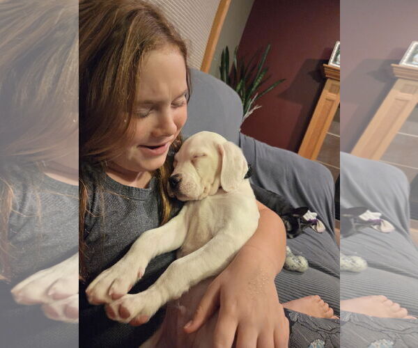 Medium Photo #10 Boxer-Unknown Mix Puppy For Sale in Brooklyn Center, MN, USA