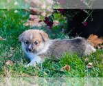 Small Photo #10 Pembroke Welsh Corgi Puppy For Sale in ELKTON, KY, USA