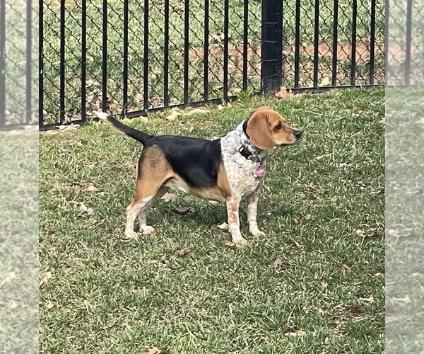 Medium Photo #3 Beagle Puppy For Sale in Mooresville, NC, USA