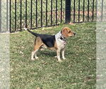Small #2 Beagle