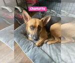 Small #2 German Shepherd Dog Mix