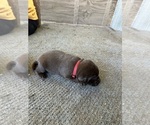 Puppy Puppy 5 Labrador Retriever