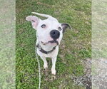 Pocco- Personality plus - Male Mutt Dog for Adoption - Small photo