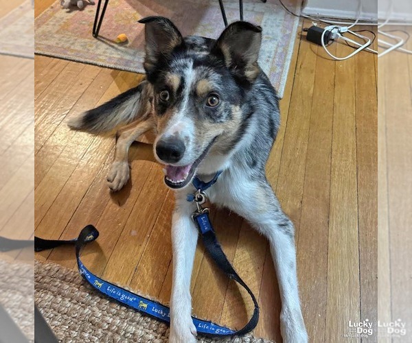 Medium Photo #8 Australian Shepherd-Unknown Mix Puppy For Sale in Washington, DC, USA