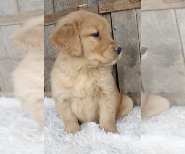 Full screen Photo #2 Golden Retriever Puppy For Sale in MASON, OH, USA